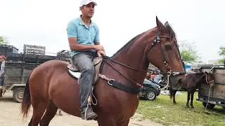 FEIRA DE CAVALOS EM CACHOEIRINHA-PE  25-07-2024 #nordeste