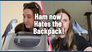 Хэм теперь НЕНАВИДИТ рюкзак!