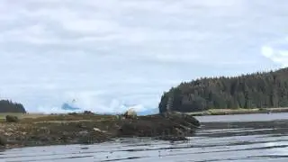 Whale vs Pontoon plane - Angoon Alaska