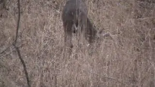 Bucks Galore
