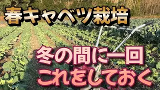 春キャベツ冬の間にこれをやっておくと大きく育つ