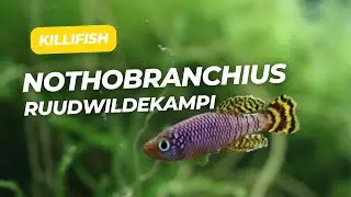 Nothobranchius ruudwildekampi