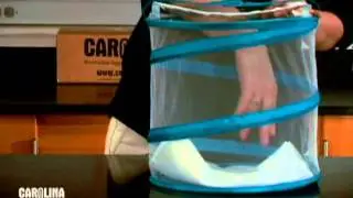 How to Care for Mantis