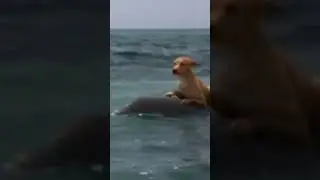 True friendship between dolphin and dog 🐬❤️🐕 short clip #love #friendship #truefriend #shortclip