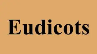 Eudicots