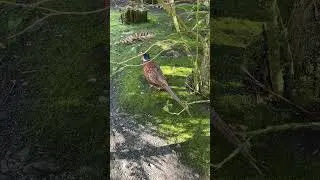 #bigbirds