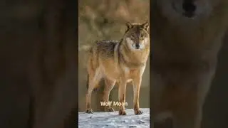 WOLF MOON                           #viral