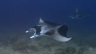 Expedition with Manta Trust Aboard Maldives Master⎮Maldives - Central Atolls⎮2-12 August 2025