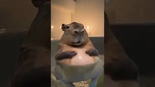 capybara......    #capybara#funny #memes