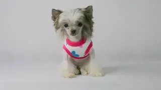 doganddiva com teacup puppy dog clothes designer pet clothing accessories boutique