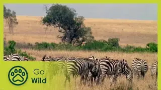 Animal Business - Animals Like Us 7/11 - Go Wild