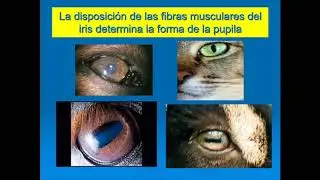 Órgano de la visión (Parte 1)
