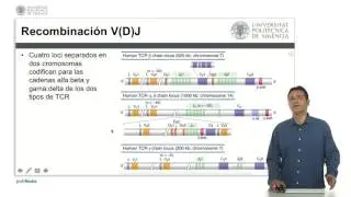 Genética del TCR | 22/25 | UPV