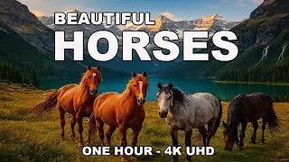 🐎 Beautiful Horses in 4K UHD &ndash; Relaxing Nature Video with Soothing Music for Deep Relaxation