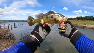 Pescada de muita a&ccedil;&atilde;o no barranco . Isca Destroyer.