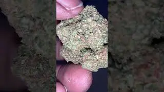 BLACK VALENTINE 🖤✔️ From LIT FARMS !