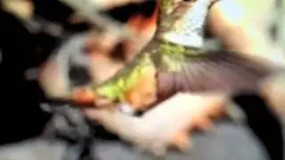 DRUMGASM - Weiss/ Cameron/ Hill - Video Trailer