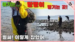 서해안 해루질 갈때는 꼭 망탱이 챙겨야 후회하지 안아요!