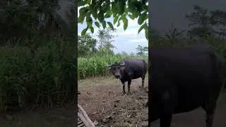 NATIONAL ANIMAL | PHILIPPINES #travel #shorts #video #edit #short #nature #simple #life #farm #fyp