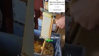 Arı hakkında kitap yazacak kadar araştırma yaptım ama ilk kez duydum.  #bee #enginlere #architect