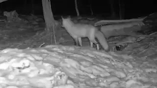 The 5th thru the 13th of January 2026 trailcams