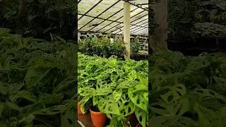 indoor plants huge collection #nursery #nurseryvisit #gardening #plants #indoorplants #reels #yt