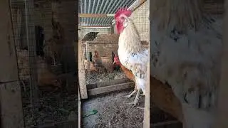 first attempt crowing | young rooster try to crow