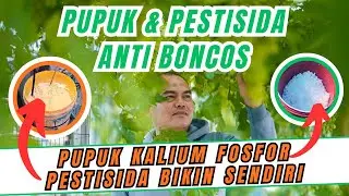 2026 PENGANGGURAN ANTI BOROS‼️ PUPUK PEMBUAHAN KALIUM FOSFOR & PESTISIDA ALAMI BIKIN SENDIRI AJA