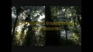 Alifuru Maluku Seram Melanesia