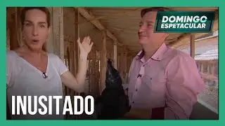 Conheça a história do brasileiro apaixonado por galinhas