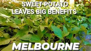 (TIPS) SWEET POTATO LEAVES BIG BENEFITS & ALSO EASY TO PLANT / MARK'S M TALENT IN MELBOURNE