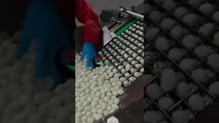 Quail eggs packing machine with counting loader