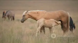 Top 10 Heartwarming Animal Rescues | From the Brink of Life and Death 🐾❤️#AnimalRescue #Heartwarmi