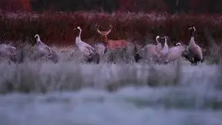 Wild Europe, Dzika Europa 2025, Żuraw zwyczajny (Grus grus), Duvenstedter Brook _2