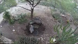 Unedited Javelinas 20231016173955 20231016174046