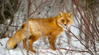 Оха, Сахалин 27.03.2017 район аэропорта. Лиса! (Fox)