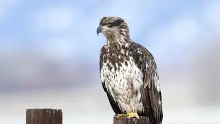 Bald Eagle perched on a post
