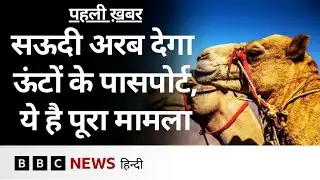 Saudi Arabia की सरकार लाखों ऊंटों को किस वजह से देगी पासपोर्ट? | (BBC Hindi)