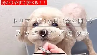 【トリミング　顔カット】「トリマー歴3ヶ月（全公開）、スッキリベアカット」poodle トイプードル
