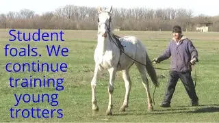 Student foals  We continue training young trotters