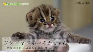 【東山動植物園公式】ツシマヤマネコの赤ちゃん～生後22日目：初めての離乳食～《 ツシマヤマネコ 》