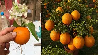 Grow OrangessTrees From Cutting 🍋 Fruit Trees FAST with These 1 Proven Techniques