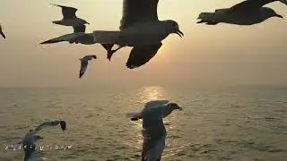 paranthu sela whatsapp status #girlyvideo