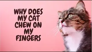 Why Does My Cat Chew On My Fingers