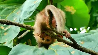 Mother Malika's little baby plays happily on a tree branch
