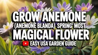 Как вырастить анемон (Anemone blanda) | Простой весенний цветок для садов США 🌸