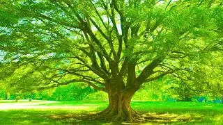 60 Minutes of Soothing Nature Sounds for Ultimate Relaxation & Meditation - Earth Clinic