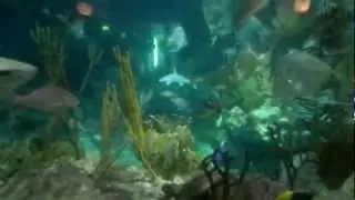 Caribbean Reef Tank