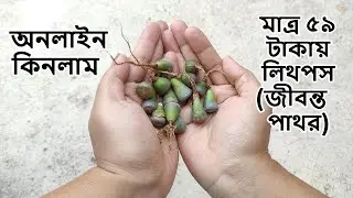 Online Lithops Plant Shopping | Living Stone Plant | PSJK Nursery Kalimpong | Live Plants Unboxing