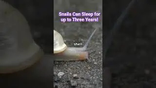 Snails Can Sleep for up to Three Years! #shorts ##NatureSurprises #viralshorts